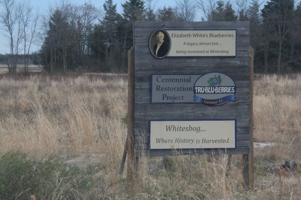 Old Bog Trail – Whitesbog, Browns Mills, NJ