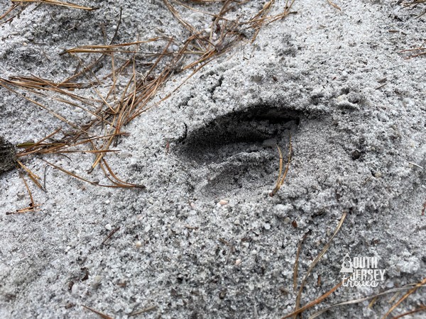 Rechnitz Pine Barrens Preserve – Browns Mills, NJ