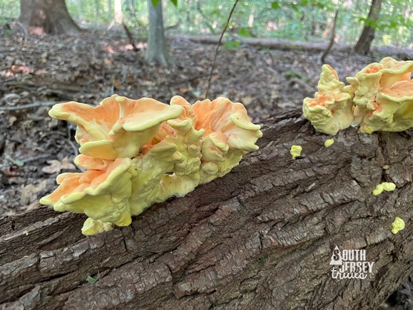 South Valley Woods Preserve – Moorestown, NJ