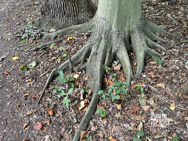 West Deptford Nature Trail – West Deptford, NJ