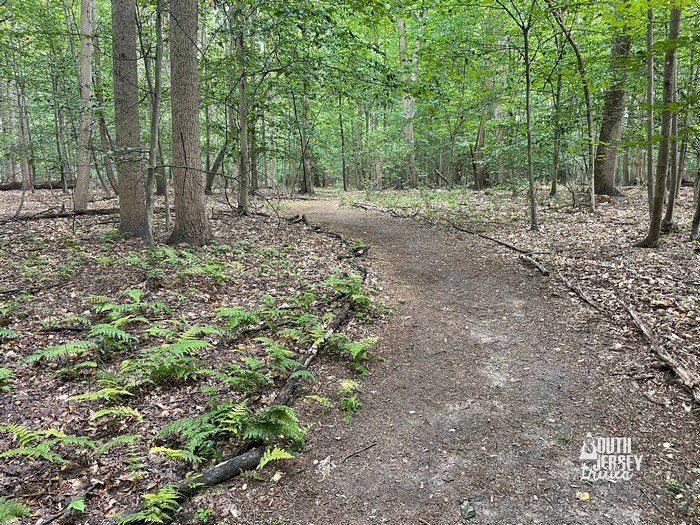 Edelman Fossil Park Nature Trail – Sewell, NJ