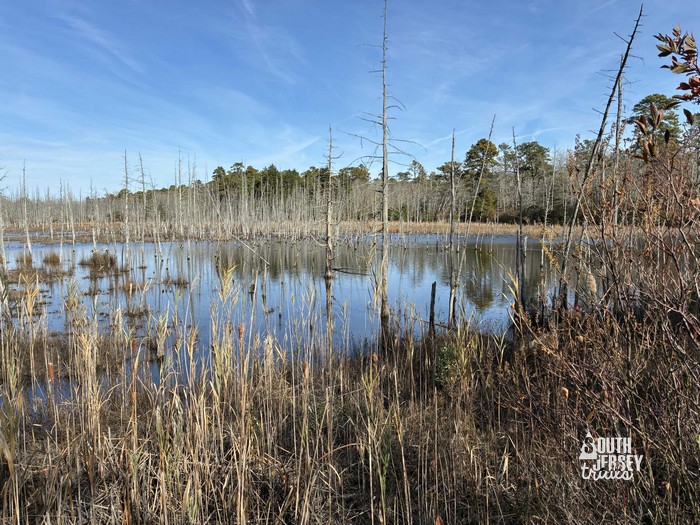Ballanger Creek Trails – Bass River State Forest – Bass River, NJ