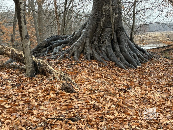 Rancocas State Park (West) – Mount Laurel, NJ